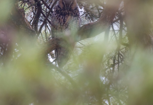 2020 12 18 Oiseaux 0021010