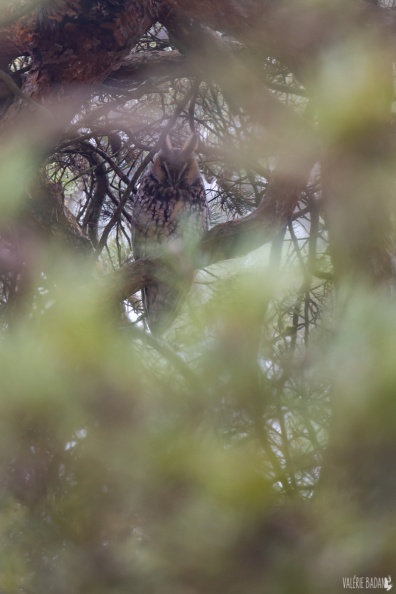 2020_12_18_Oiseaux_0021010.jpg