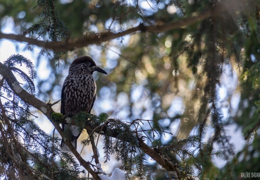 2021 03 22 Chemin Ecureuils oiseaux 0027929