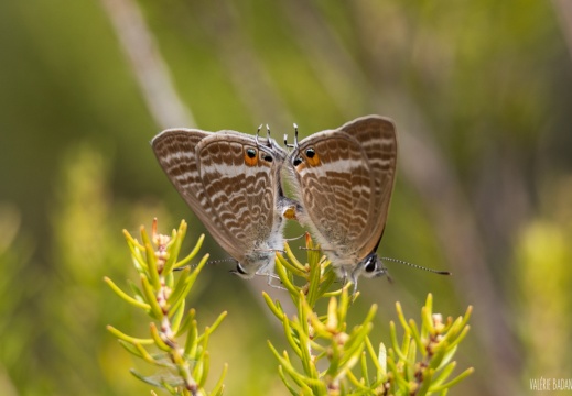 2023 09 06 Chinon CharenteMaritime 0102476