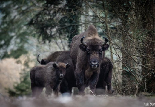 2021 02 18 Panure bisons 0025226
