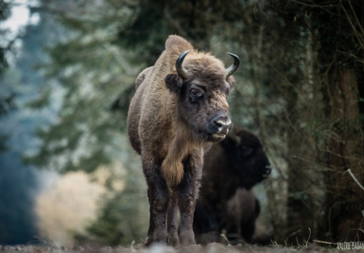2021 02 18 Panure bisons 0025243