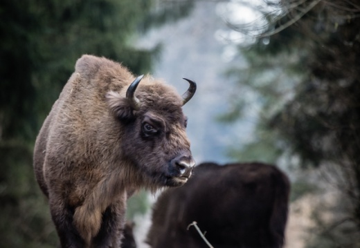 2021 02 18 Panure bisons 0025278