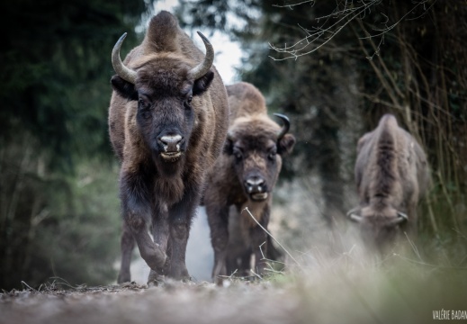 2021 02 18 Panure bisons 0025310