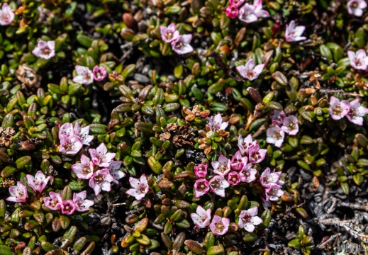 2022 06 02 Lofoten 0066047