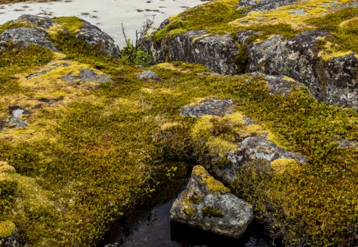 2022 06 05 Lofoten 0066509