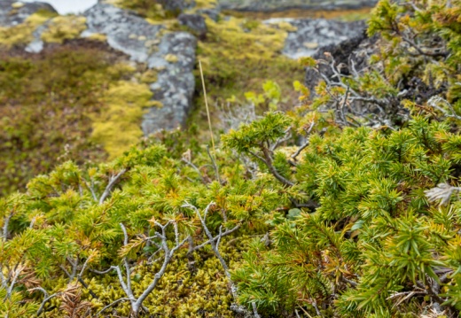 2022 06 05 Lofoten 0066512