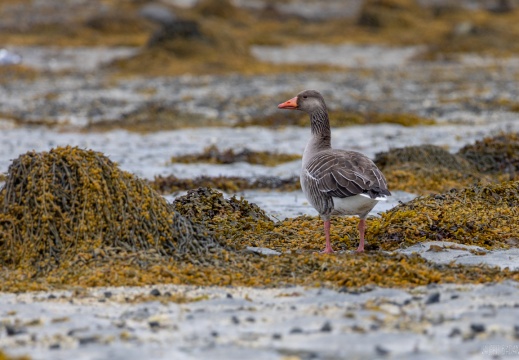 2022 06 05 Lofoten 0066539