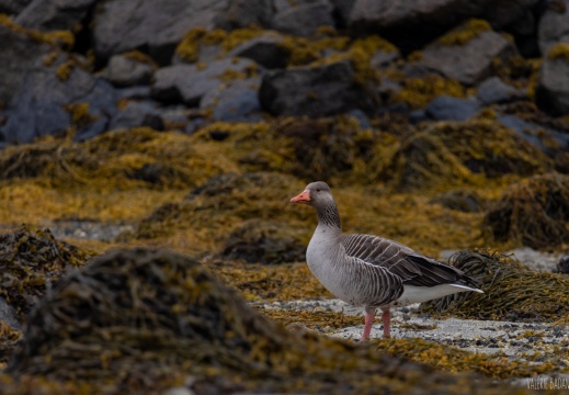 2022 06 05 Lofoten 0066570