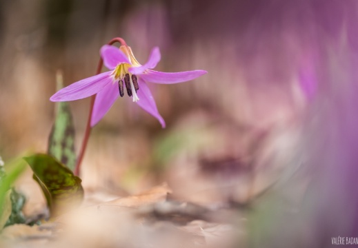 2023 03 19 Ganal Mt Vuache 0089658