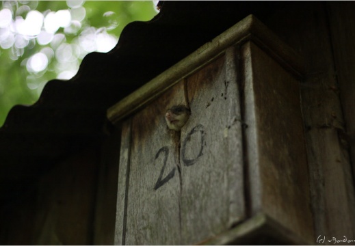 2009 06 06 fayaux 4990