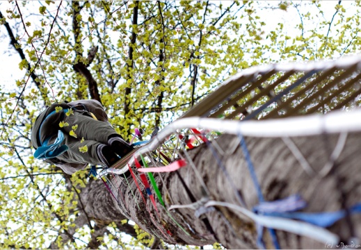 2010 05 16 tengmalm 5963