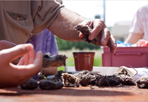 2010 05 29 crecerelle effraie 6481