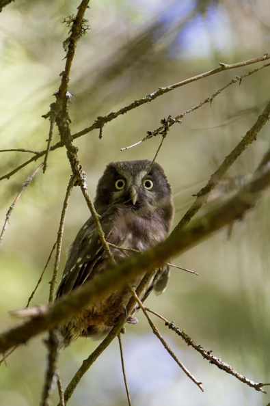 2012_05_17_chouettes_faucons_1352.jpg