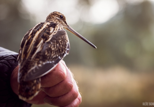 2023 10 05 Bret 0105412