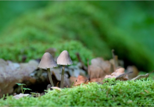 2009 05 25 pologne 3900