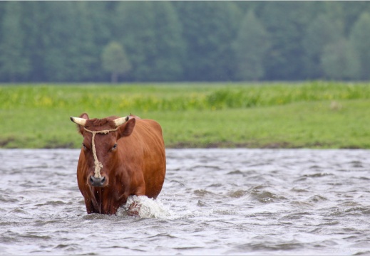 2009 05 31 pologne 4880