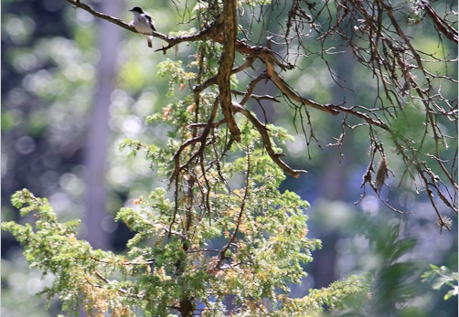 2010 07 04 norvege 7616