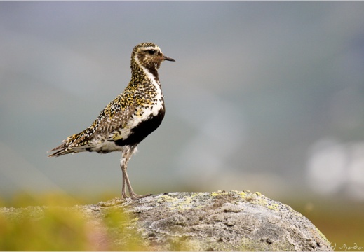 2010 07 04 norvege 7643