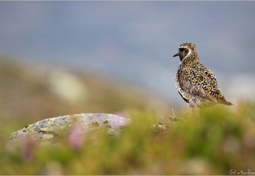 2010 07 04 norvege 7645