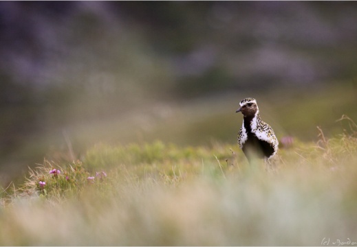 2010 07 04 norvege 7654