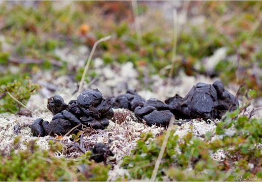 2010 07 07 norvege 7957