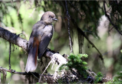 2010 07 17 norvege 8872