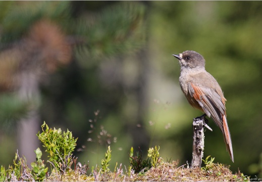 2010 07 23 norvege 9276