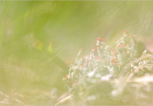 2010 07 23 norvege 9351