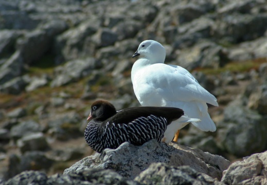 200810 malouines chili 641