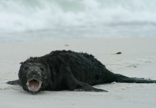 200810 malouines chili 953