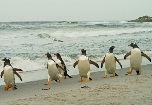 200810 malouines chili 1131